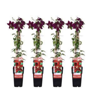 4x - Clematis Niobe - ↨65cm - Ø15