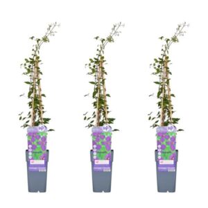 3x - Clematis Viticella 'Polish Spirit' - ↨65cm - Ø15