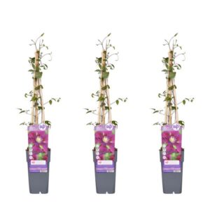 3x - Clematis Warszawska Nike - ↨65cm - Ø15