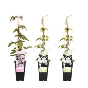 3x - Clematis Montana - ↨65cm - Ø15