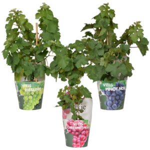 3x - Vitis Pixie mix - ↨30cm - Ø14