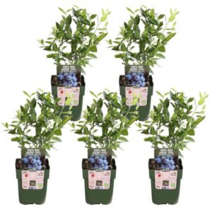 5x - Vaccinium corymbosum 'Brigitta Blue' - ↨45cm - Ø13