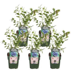 5x - Vaccinium corymbosum 'Reka' - ↨45cm - Ø13