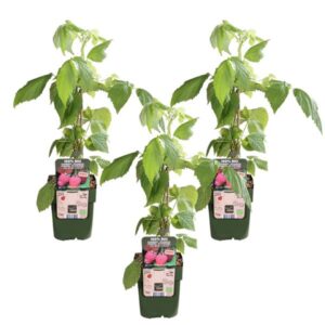 3x Rubus id. Twotimer 'Sugana Red' - ↨45cm - Ø13