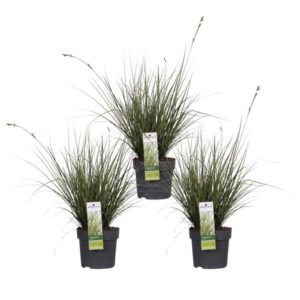 3x - Carex brunnea 'Variegata' - ↨30cm - Ø14