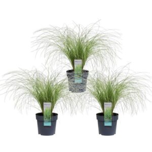 3x - Carex comans 'Frosted Curls' - ↨30cm - Ø14