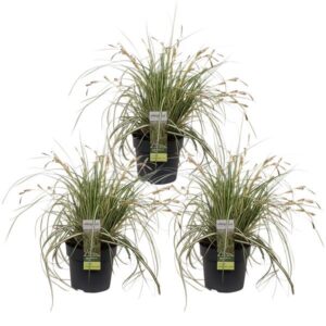 3x - Carex hachijoensis 'Evergold' - ↨30cm - Ø14
