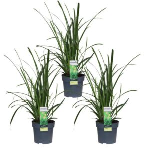 3x - Carex morrowii 'Irish Green' - ↨30cm - Ø14