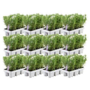 12 x 6 pack Rosmarinus officinalis - 72 x Ø7 cm - ↕20 cm