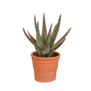 Aloë zebrina Dannyz 10,5cm - in terracotta pot