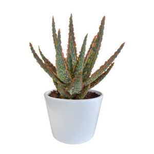 Aloë zebrina Dannyz 10,5cm - in witte pot