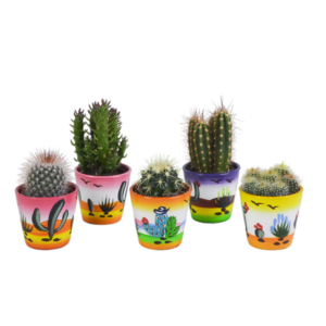 Cactus mix 5.5 cm - 5x - in Mexicaanse pot
