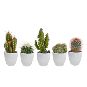 Cactus mix 5.5 cm - 5x - in witte pot