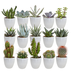 Cactus en vetplanten mix 5.5 cm | 15 stuks - in witte pot
