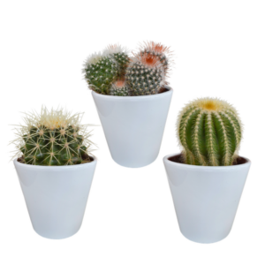 Bolcactus mix 8,5 cm | 3 stuks - in witte pot