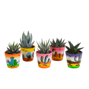 Gasteria/Haworthia mix 5,5cm - 5x - in Mexicaanse pot