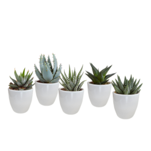 Gasteria/Haworthia mix 5,5cm - in witte pot - 5x