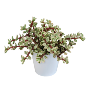 Portulacaria afra Variegata 10,5cm - in witte pot