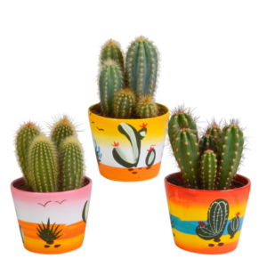 Cereus mix 10,5cm - 3x - in Mexicaanse pot