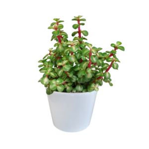 Portulacaria afra mediopicta 10,5cm - in witte pot