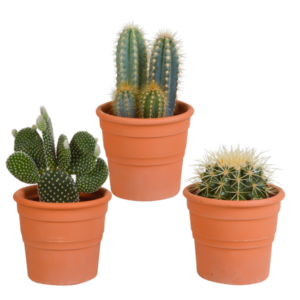 Cactus mix 10.5 cm - in terracotta pot - 3x