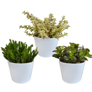 Crassula mix 10,5 cm - 3x - in witte pot