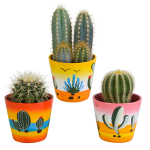 Cactus mix 8.5 cm - 3x - in Mexicaanse pot
