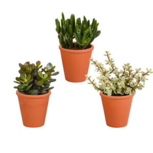 Crassula mix 8.5 cm - 3x - in terracotta pot