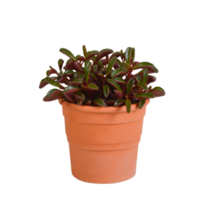 Peperomia graveolens - in terracotta pot