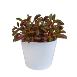 Peperomia graveolens - in witte pot