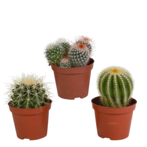 Bolcactus mix 8,5 cm | 3 stuks - zonder pot