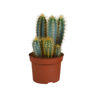 Pilosocereus azureus - - - 12cm
