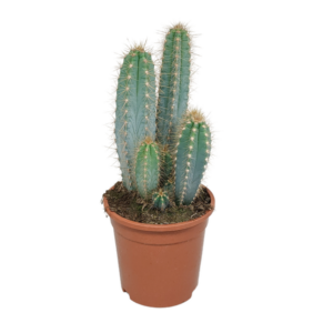 Pilosocereus azureus - - - 17cm