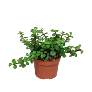 Portulacaria afra - zonder pot