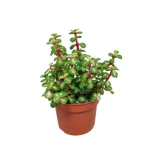 Portulacaria afra mediopicta 10,5cm - zonder pot