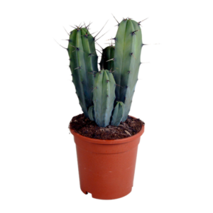Myrtillocactus geometrizans 17 cm - zonder pot
