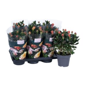 Rosa oranje - Ø17cm - ↕45cm