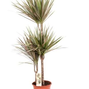 Dracaena Bicolor - 120 cm hoog - 21 cm