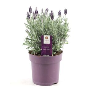 Lavendel stoechas Anouk silber Ø15 cm - ↕30 cm