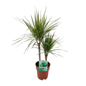 Dracaena Marginata Bicolor - Ø19cm - ↕70cm
