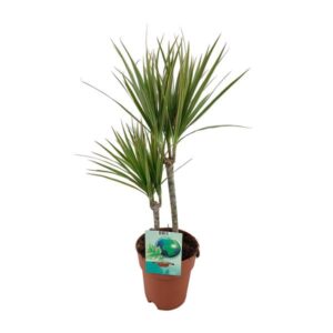 Dracaena Marginata Bicolor - Ø19cm - ↕70cm