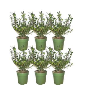 Plants by Frank - 1 meter Hulst haag - Ilex crenata 'Jenny'® - Set van 6 winterharde haagplanten - Groenblijvende haag - Vers van de kwekerij geleverd