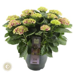 Magical Amethyst - Ø32cm - ↕65cm