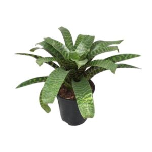 Vriesea Hieroglyphica - Ø19cm - ↕35cm