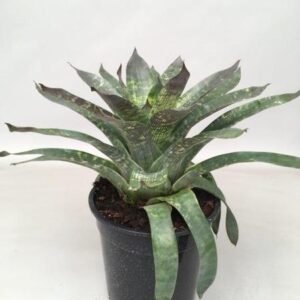 Vriesea Nova - Ø19cm - ↕35cm