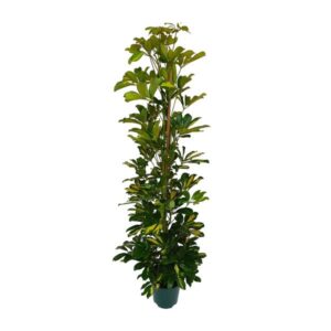 Schefflera Arboricola Gerda - Ø20cm - ↕90cm