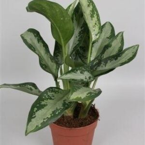 Aglaonema Jubilee Compacta - Ø12cm - ↕35cm