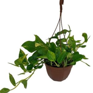 Epipremnum Pinatum Aureum - Ø23cm - ↕50cm