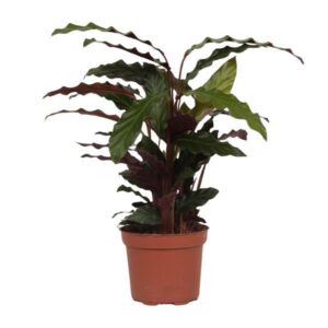 Calathea Rufibarba Tropistar - Ø12cm - ↕40cm