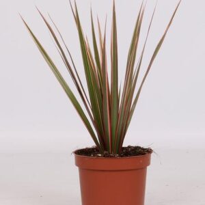 Dracaena Bicolor - Ø12cm - ↕30cm